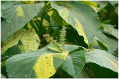 Acalypha wilkesiana